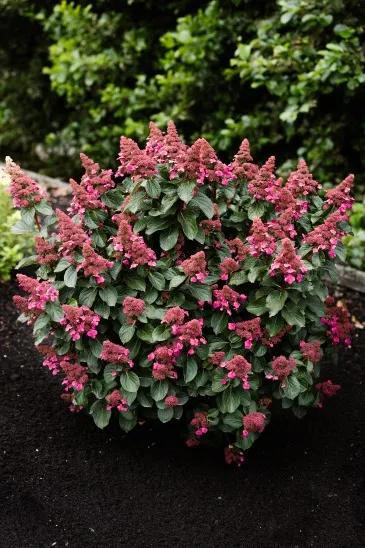 ♡Hydrangea4936さま♡ One Floral | Living Creations Infinity®